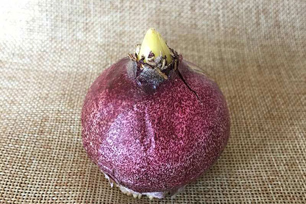 水培风信子可以转为土养吗,风信子水培如何繁殖