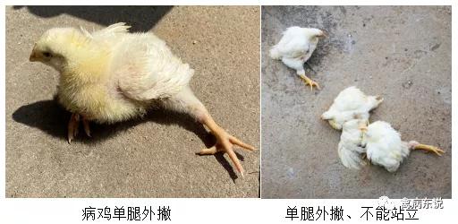 禽病防治抖音,禽疾病防控指南