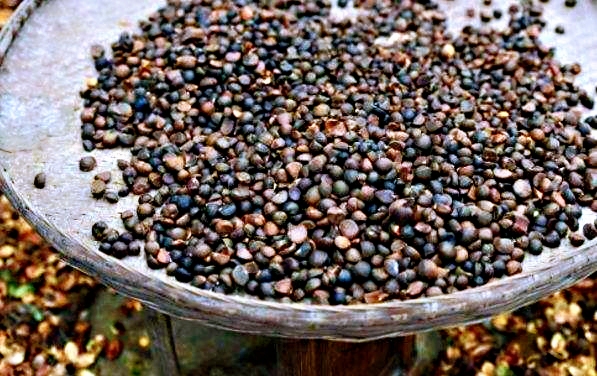 山茶籽农家自榨山茶油,山茶麸文化传承