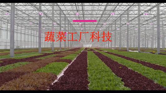 温室大棚种植常见的优点有哪些