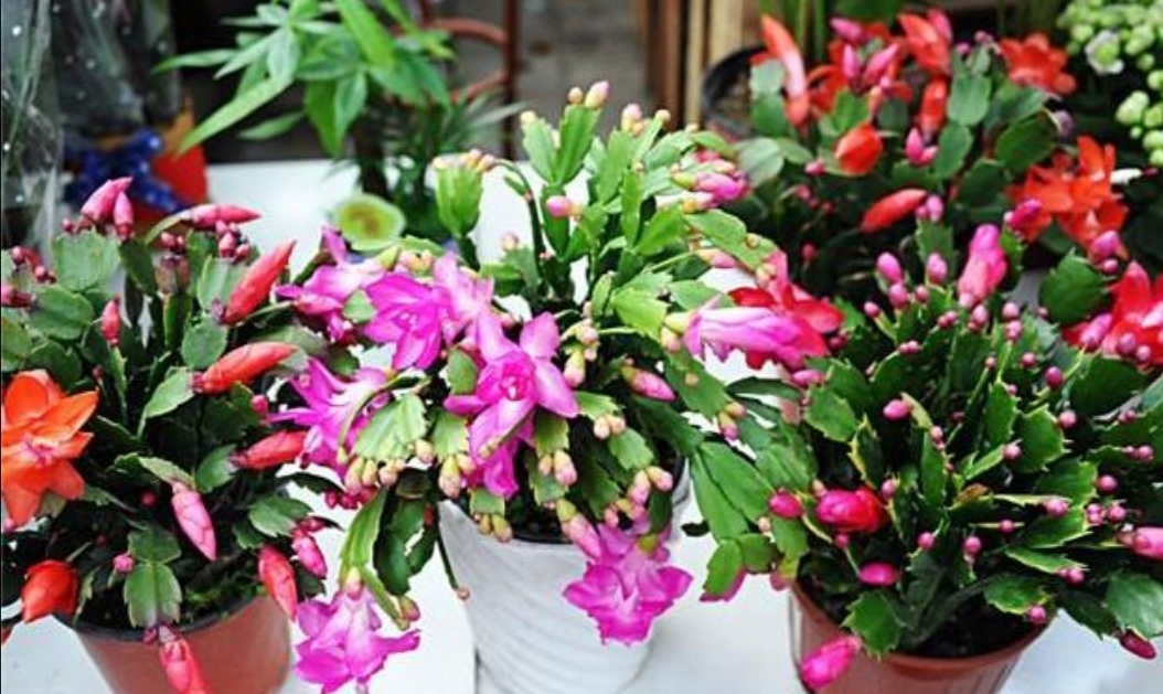 零下三十度户外养花,外面养花