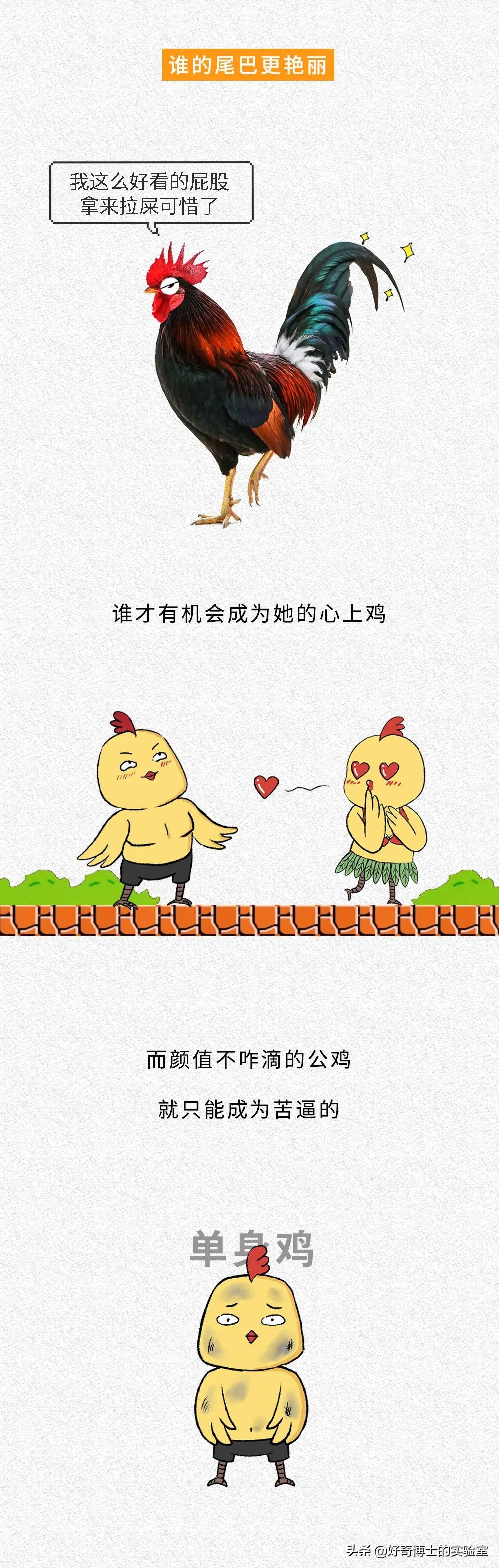 一只鸡难倒一群狗,一只鸡能有什么坏心思
