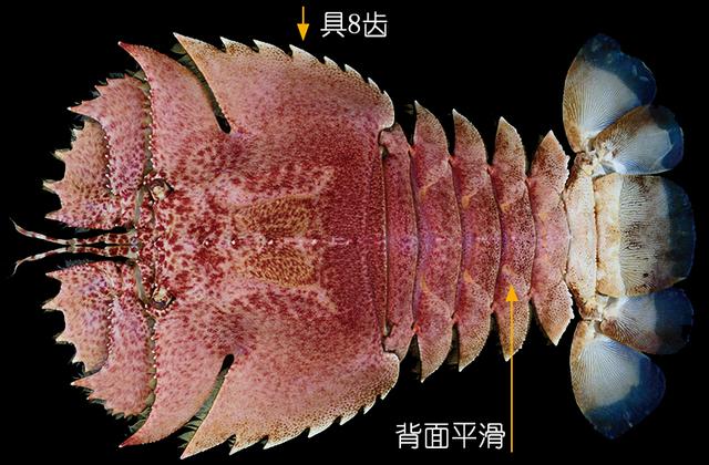 硬壳罗氏虾和软壳罗氏虾的区别,罗氏虾鳌虾甜虾有什么不同