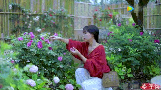 有一种向往叫西双版纳,有一种向往叫诗和远方完整版