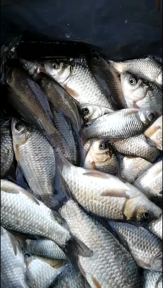 野钓大走水最佳的处理方法,野钓轻微走水最佳的处理方法