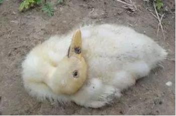 鸭子发烧进食少有何解决,鸭子瘫痪发烧是怎么回事