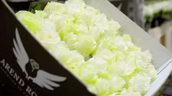 bbc中国探秘纪录片,bbc探秘印尼爪哇古洞