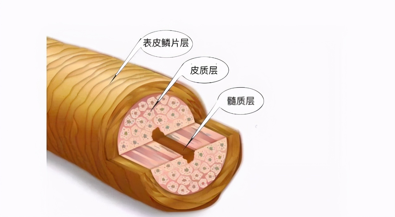 【科学小馆儿】头发也是蛋白质，为啥不能吃？