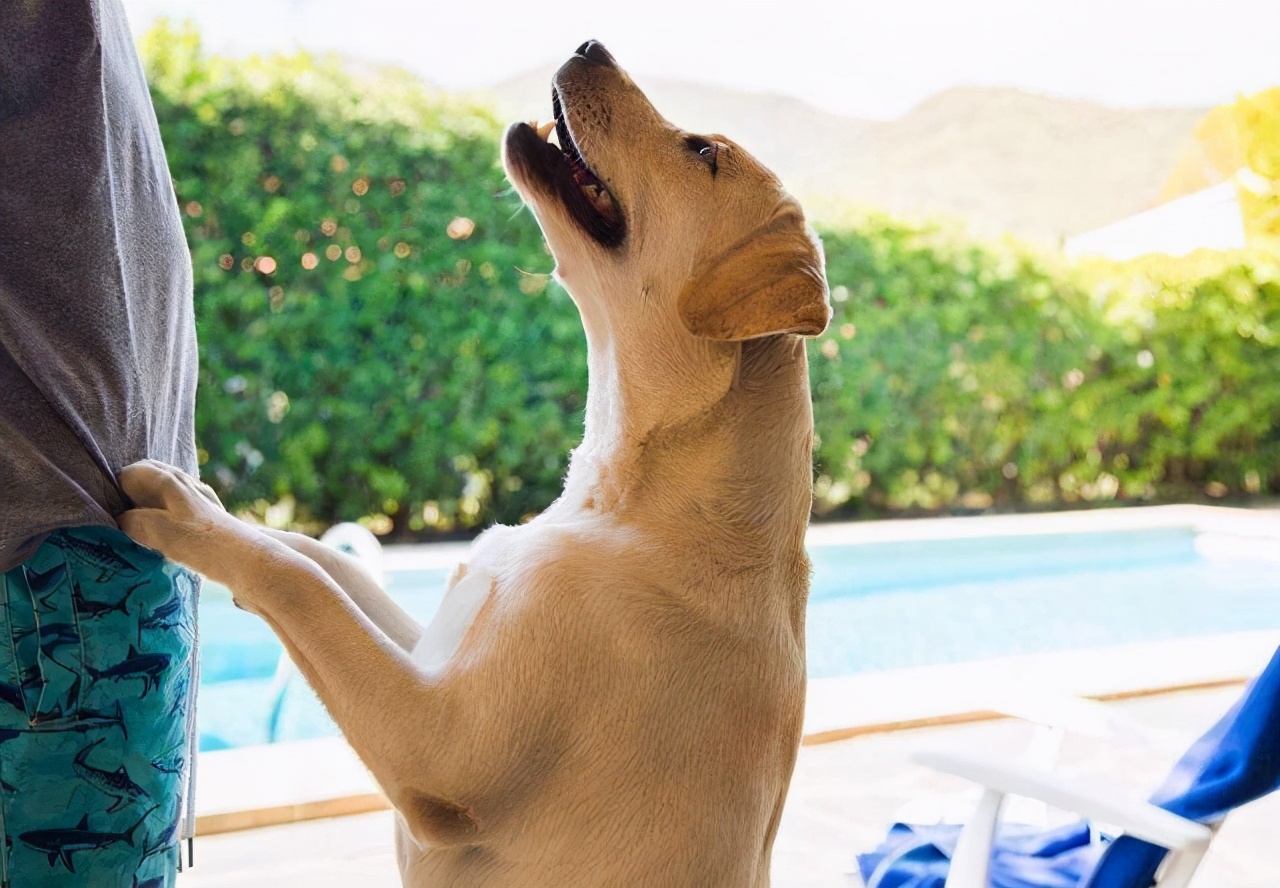 狗狗爆冲乱跑怎么纠正,狗狗见到其他狗爆冲怎么制止