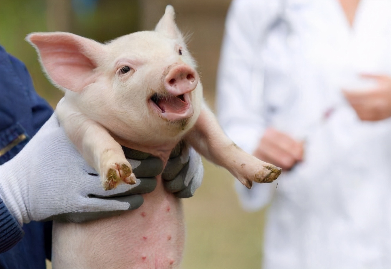 猪病了猪吃食呕吐是怎么回事,猪呕吐怎么回事怎么治疗