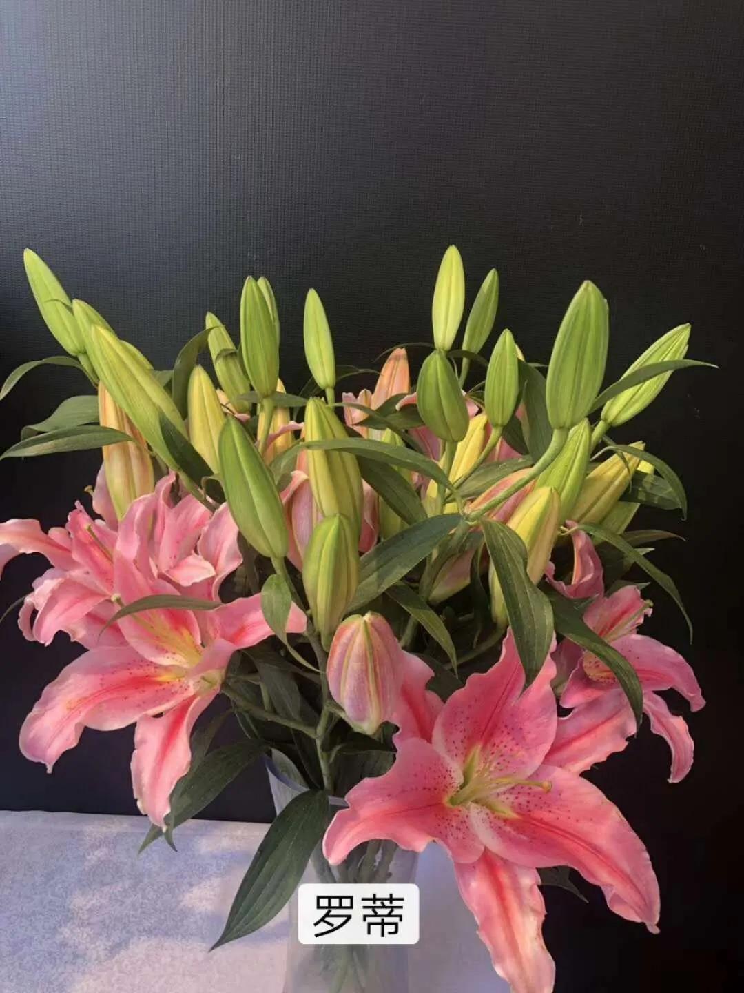 香水百合鲜切花云南鲜花基地,什么颜色的百合最好养活