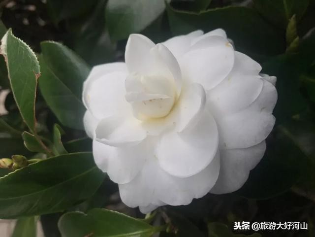 怎么鉴别云南购物团,云南无购物团真的不购物吗