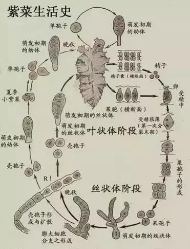 海苔和紫菜是同一种东西吗,海苔与紫菜是一种菜吗