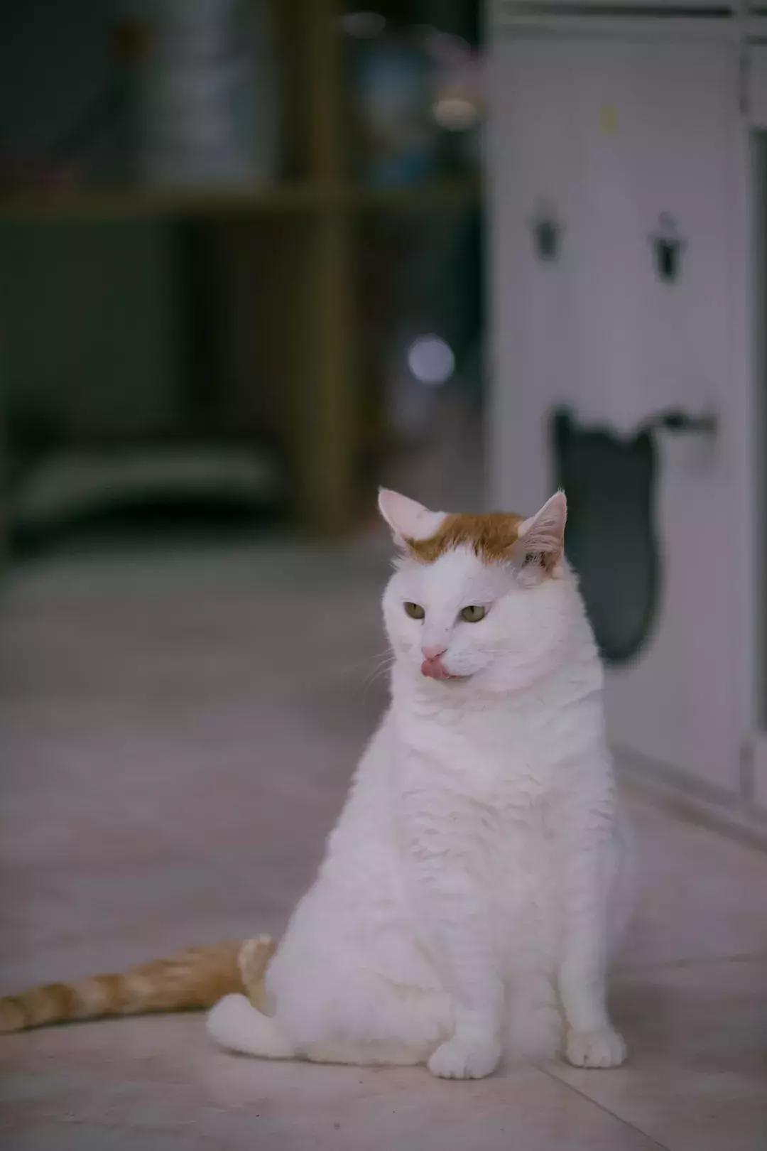 猫猫后腿瘫痪能自愈吗,猫猫后腿突然瘫痪了