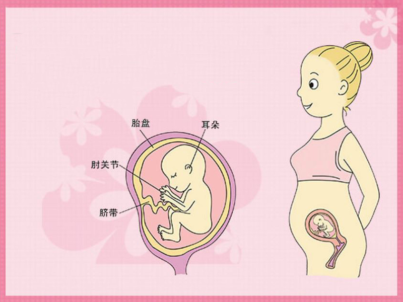 怀孕十七周多了,平躺可以摸到肚子有硬块,那是宝宝吗?