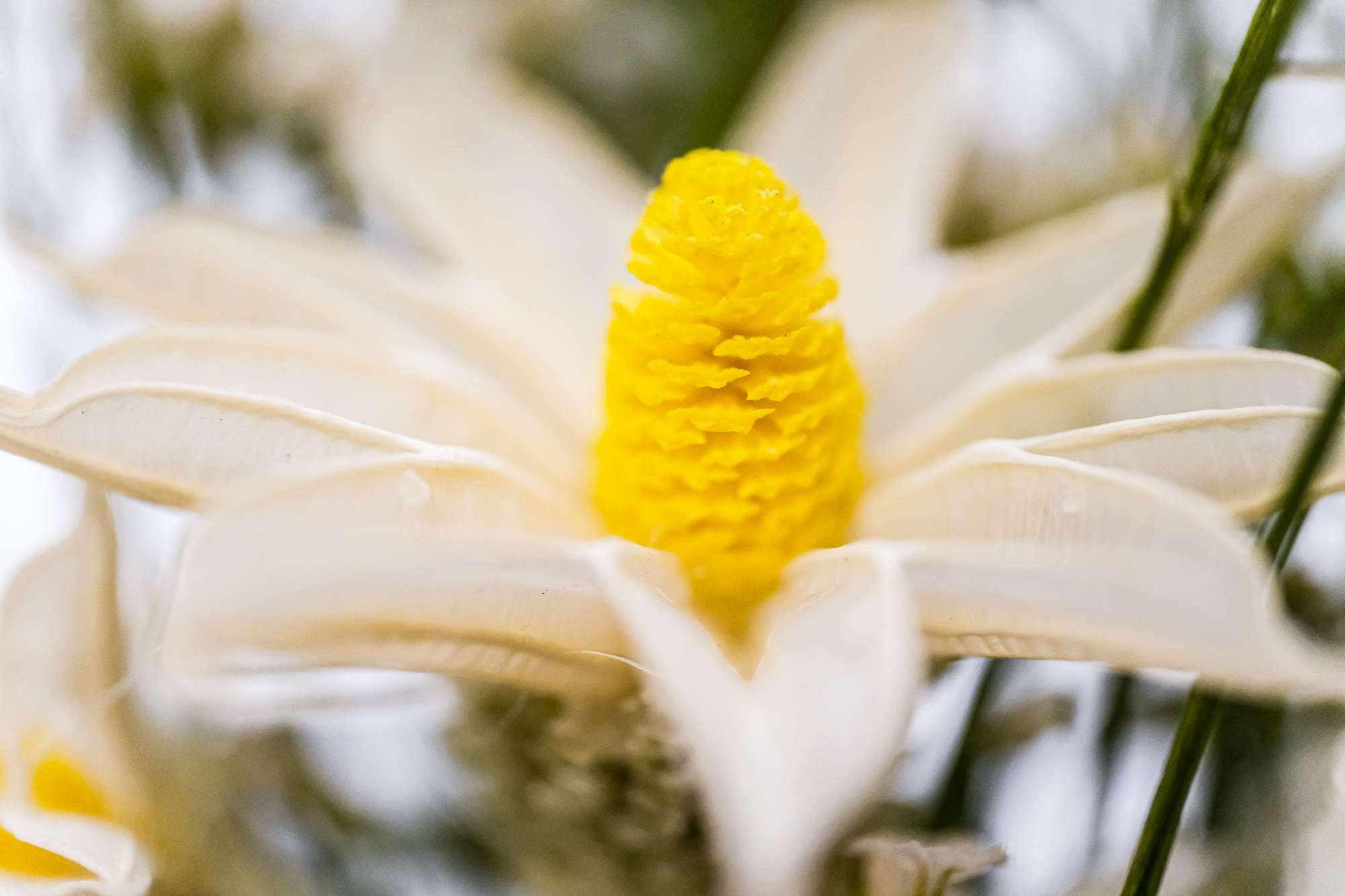 蔡司touit镜头怎么样,蔡司501.4手动镜头评测