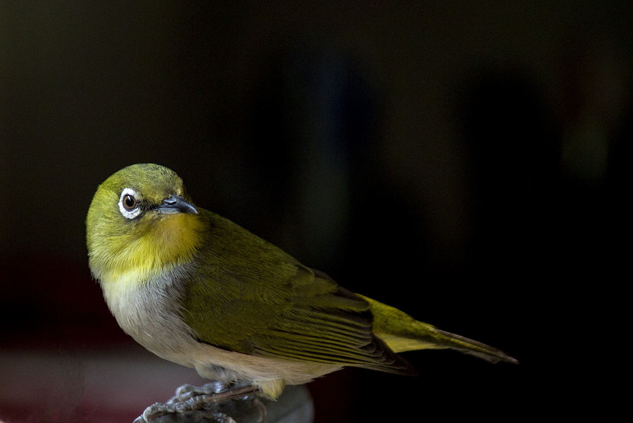 美丽的绣眼鸟,没有眼圈的绣眼鸟