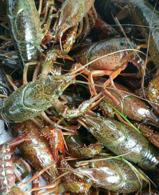 澳洲小龙虾养殖需要注意什么,小龙虾的运输注意事项