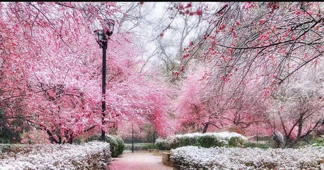武大樱花与梅花,武大樱花精品欣赏