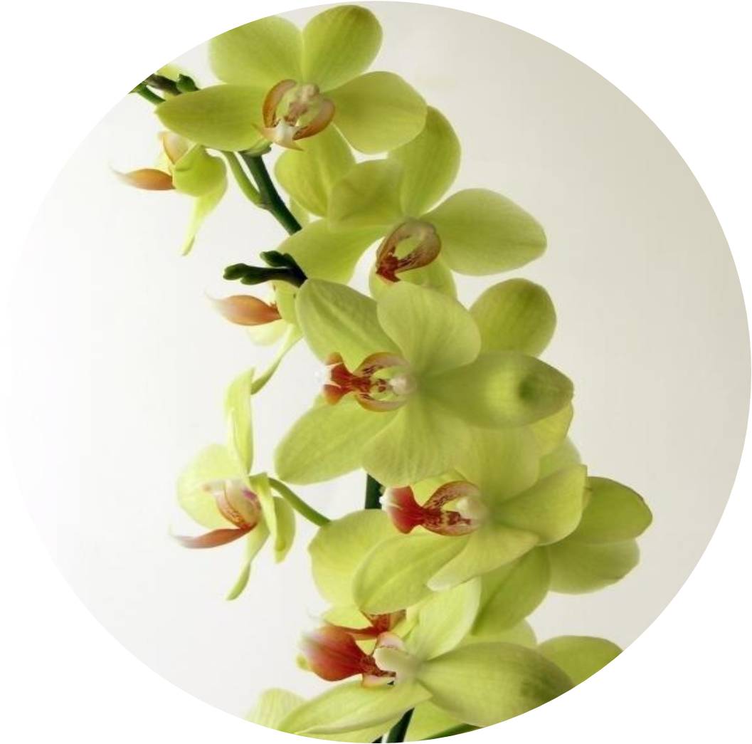 菊竹梅兰图欣赏,花中四君子的兰花图片