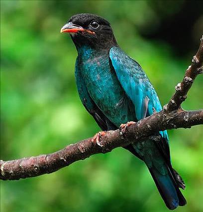 东江揽胜,惠州淡水常见鸟类图谱