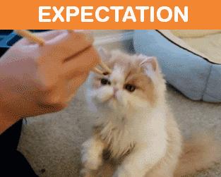 自从有了猫,自从有了猫慢慢变多余