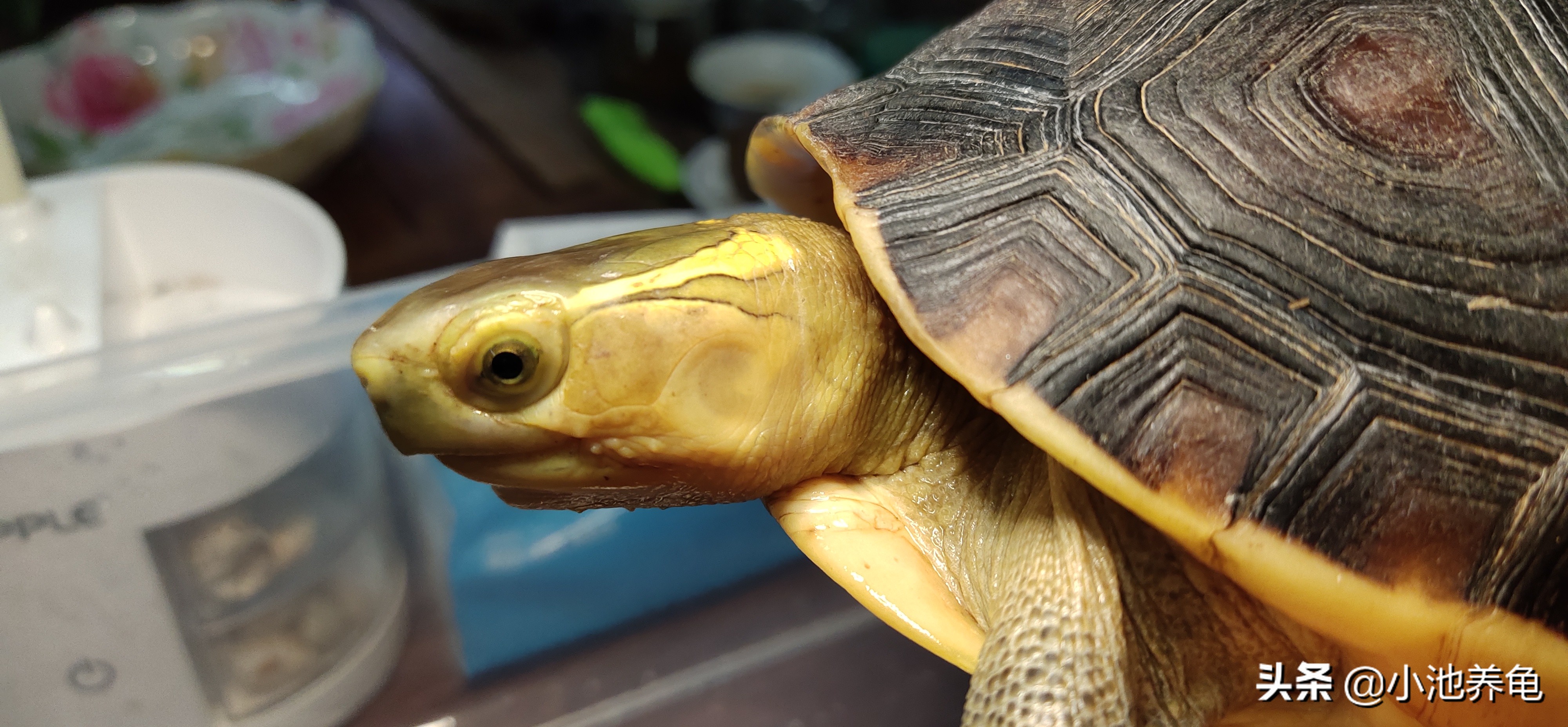 养龟新手该选什么龟才好养,新手养龟养什么样的乌龟好便宜