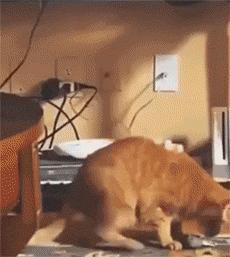 猫咪咬人怎么区分真咬假咬,猫咪如果经常咬你的手怎么办