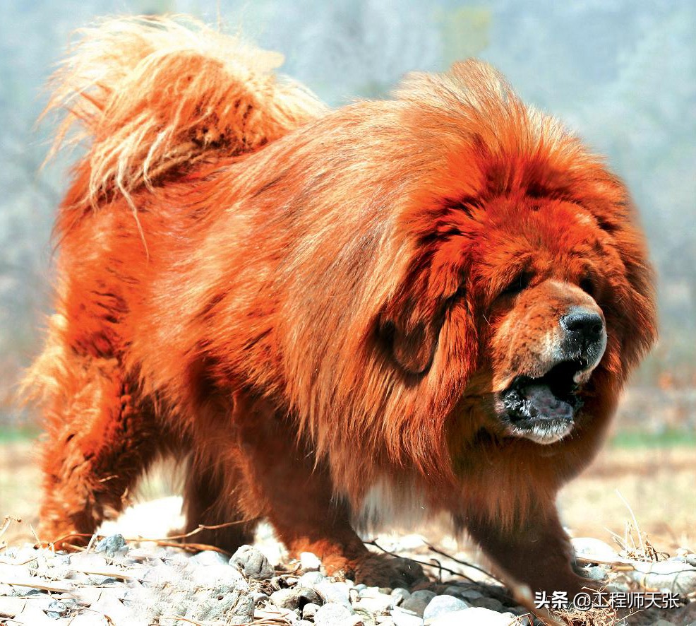 藏獒疯了乱咬人被民警击毙,藏獒冲上去咬金毛