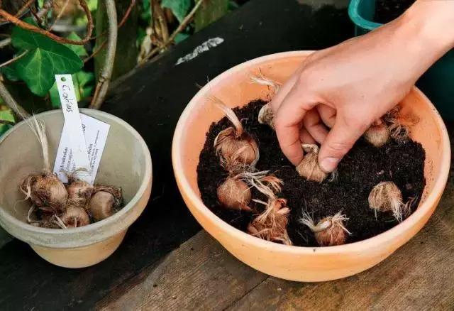 藏红花风水上在家里养好吗,藏红花生长习性