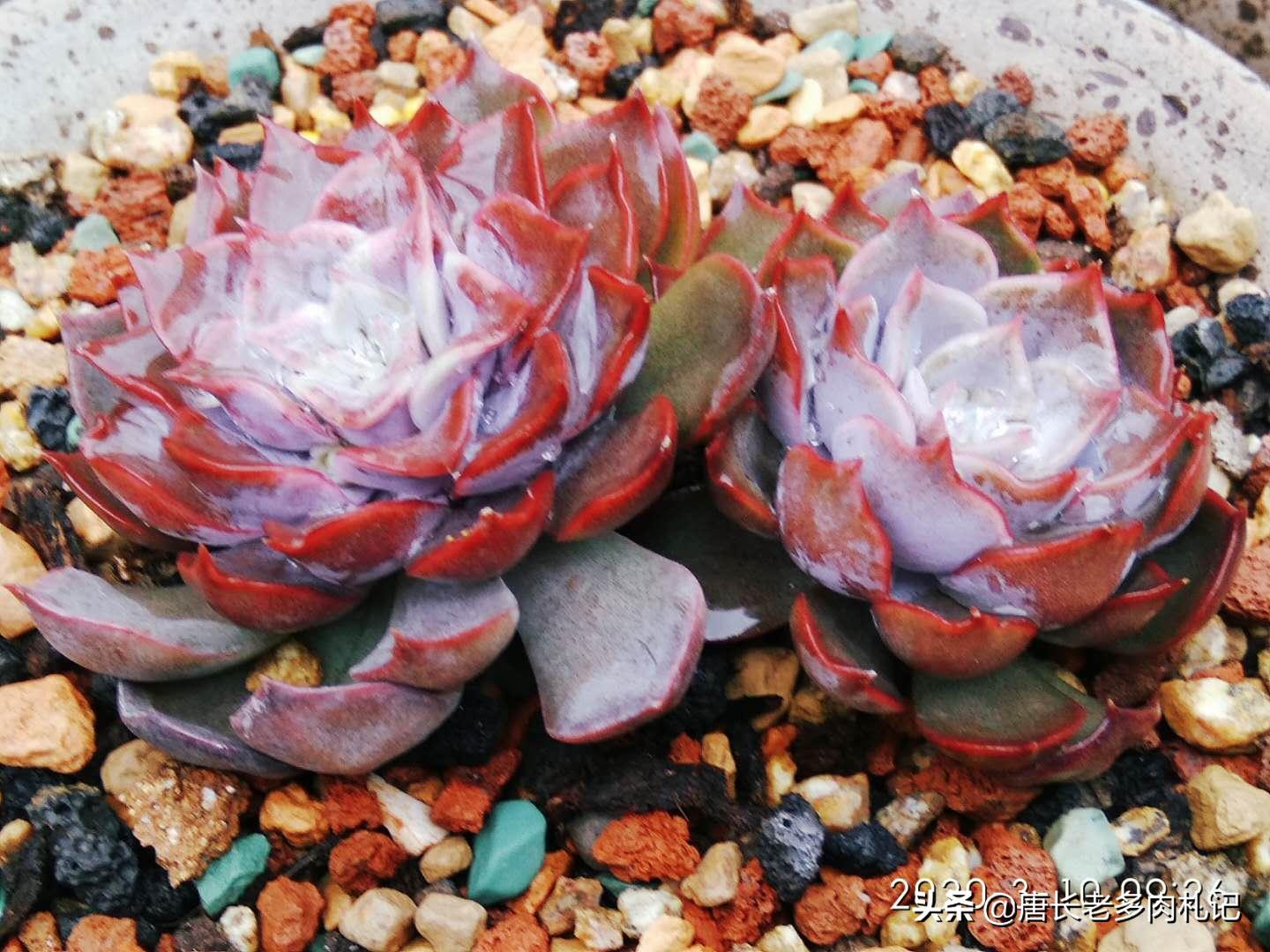 多肉修根后喷多菌灵还是泡多菌灵,多肉正常养护需要喷洒多菌灵么