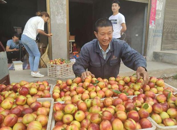 油桃最新价格,油桃多少钱一斤亩产多少