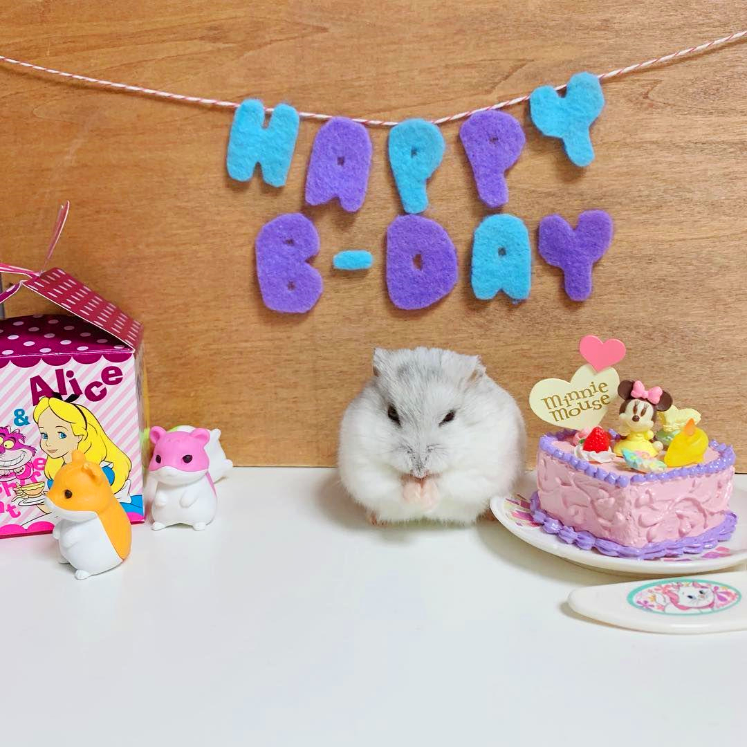 仓鼠生日蛋糕不用羊奶粉,仓鼠要过生日了怎么给它准备礼
