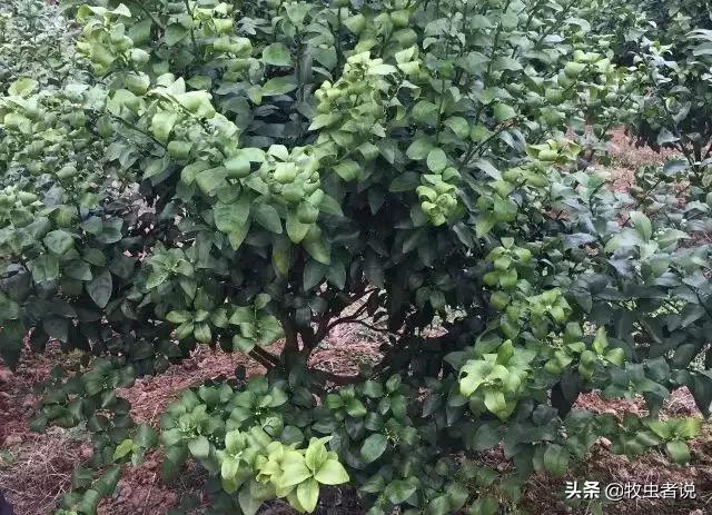 柑橘树叶子翻卷什么原因,柑橘树卷叶是什么问题