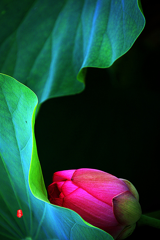 又见淮阳荷花香——唯美文章唯美荷，唯美视频唯美歌