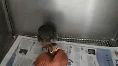 有多少南京人，获得过猫头鹰的祝福