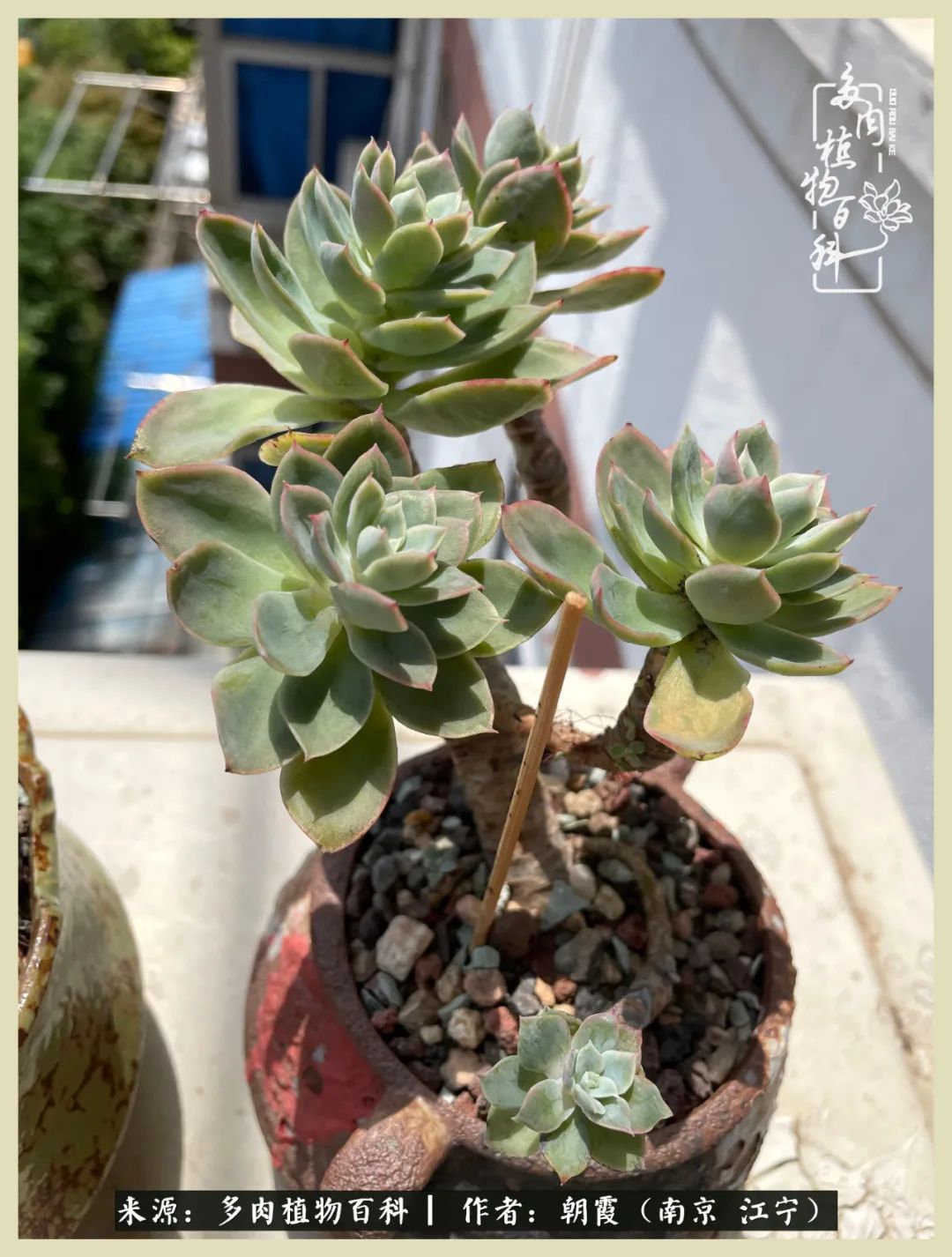 多肉最美的飘枝品种,多肉最美老桩