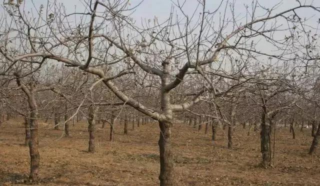 1234修剪法,123果树修剪