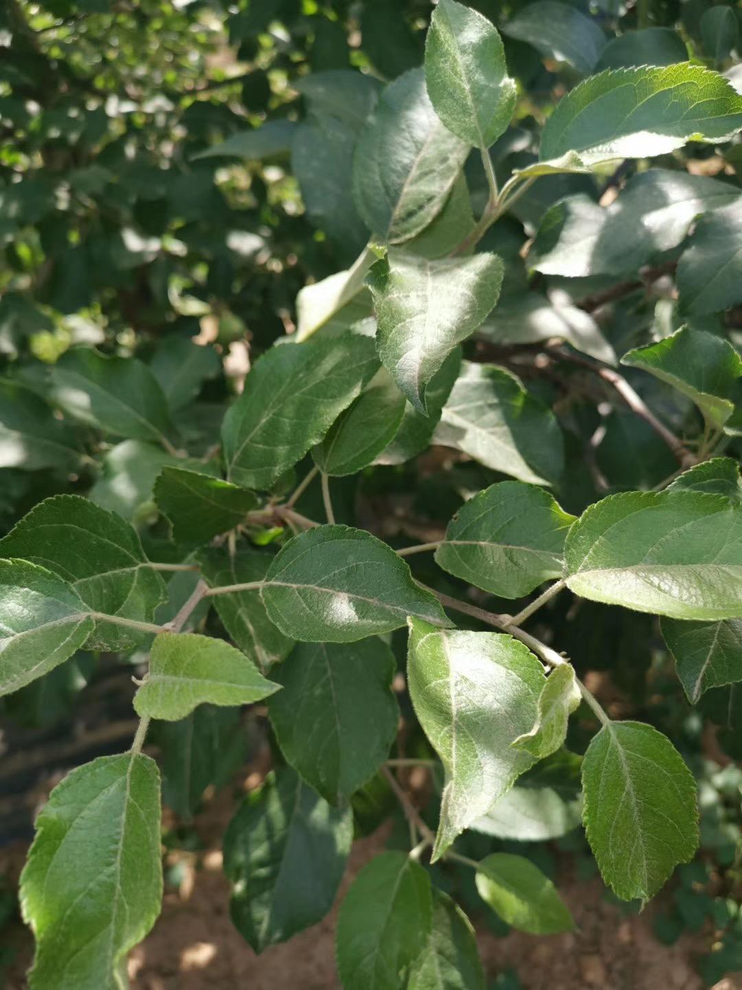 盛果期苹果修剪,红富士苹果冬季修剪口诀