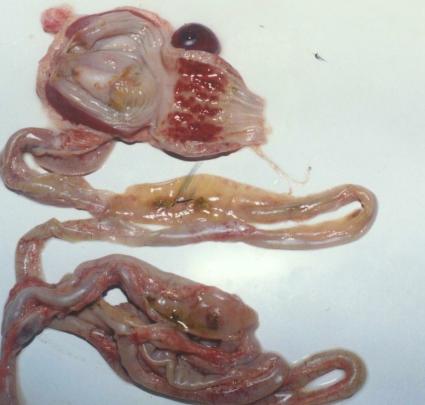 鸡拉白稀粪夹杂绿色粪是什么病,鸡排黄绿色稀便原因