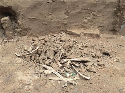 考古发现诡异巨人化石,考古学家发现怪异头骨