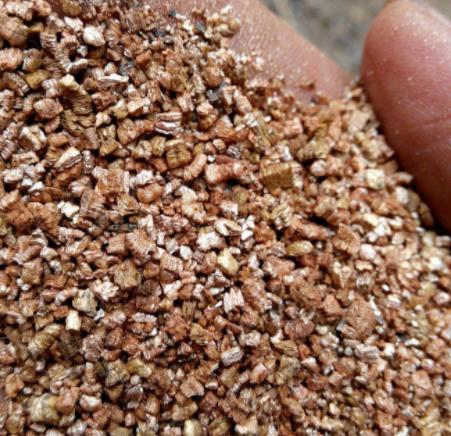 七彩月季扦插时间与方法,扦插月季怎么看出来品种