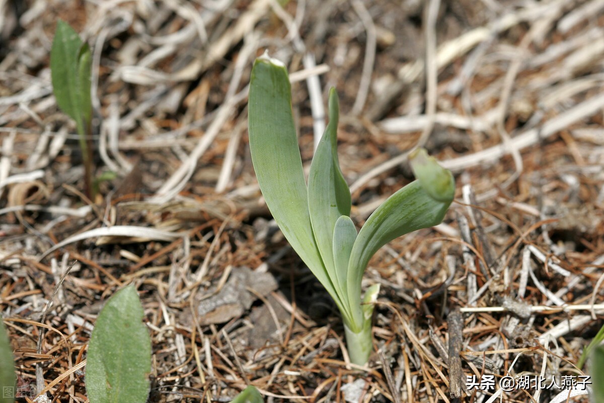 各种可以吃的野菜图片大全及名称 (100种野菜图片大全和名称和吃法)
