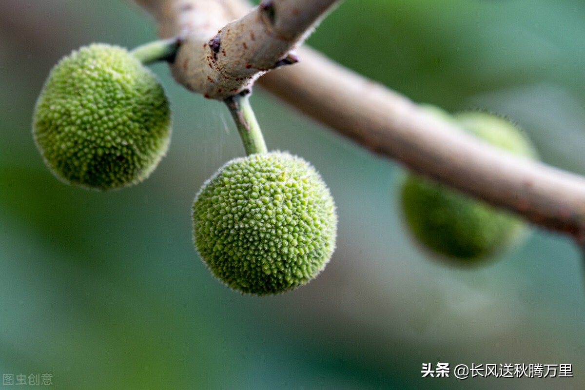 怎样鉴别杨梅是坏的,真假杨梅区别