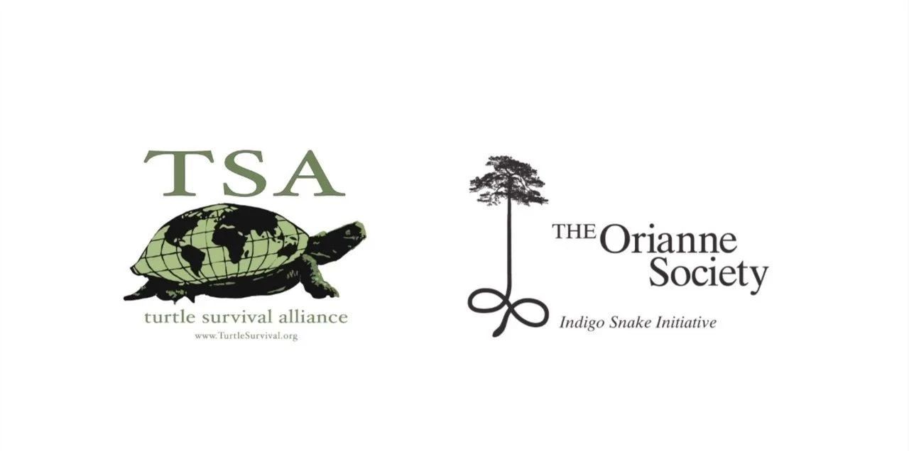 龟中“考拉”，请别让我们的孩子在博物馆见到它们...