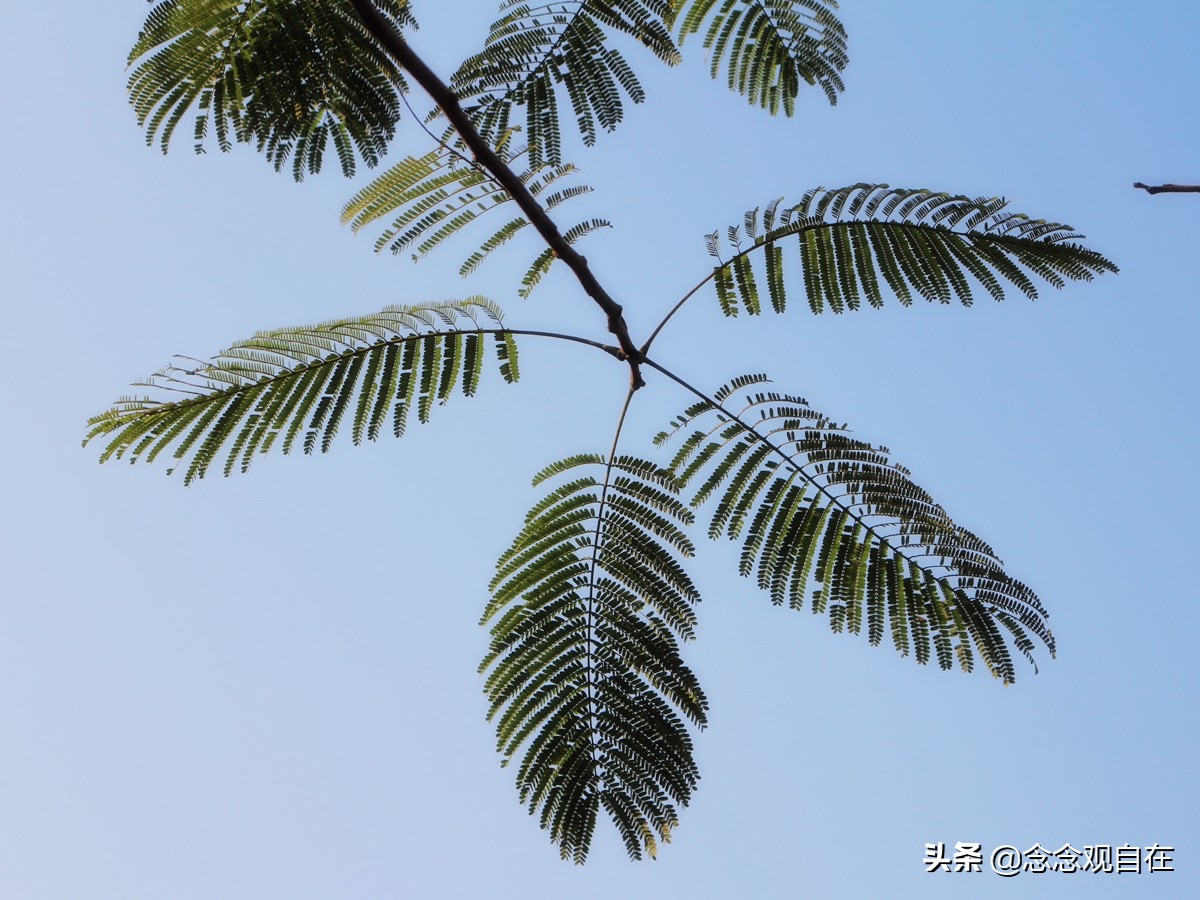 手绘松鼠的画法,手绘一群松鼠