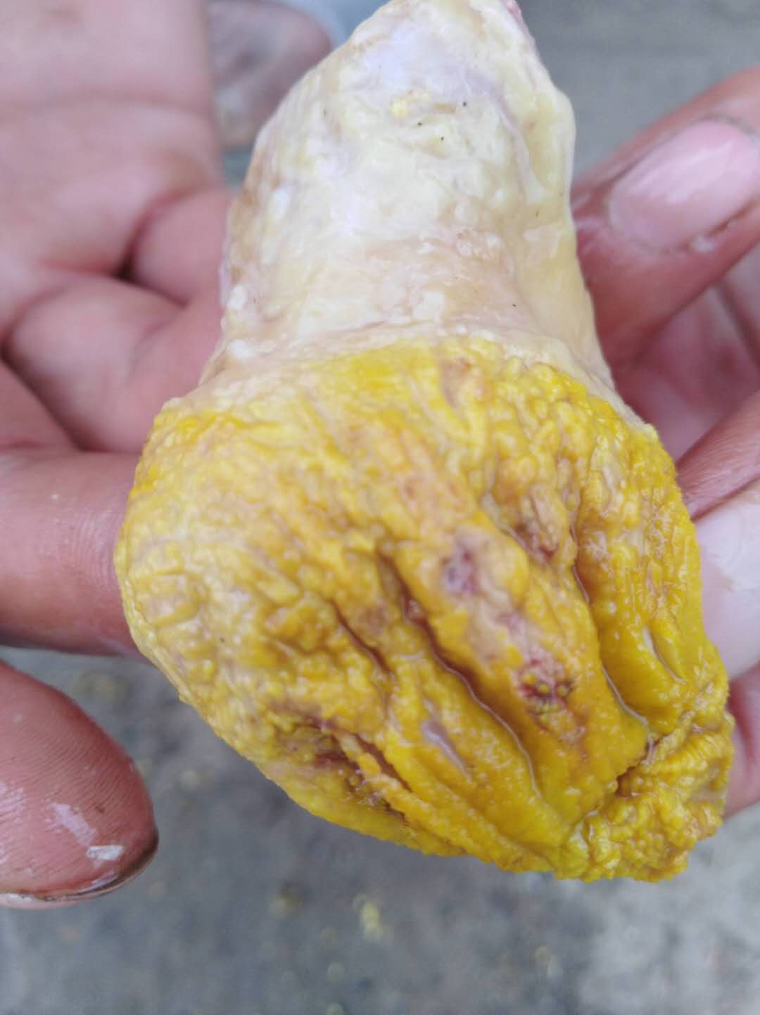 鸡状态不佳是什么原因,为什么鸡长不大