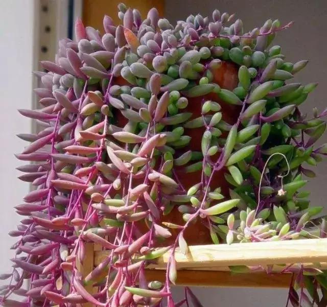 推荐轻松玩转100种常见多肉植物,700种多肉植物图鉴pdf百度云