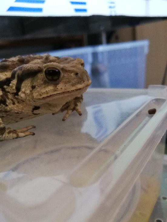 中华蟾蜍的快乐饲养法——养蛤心得分享|肆养来稿