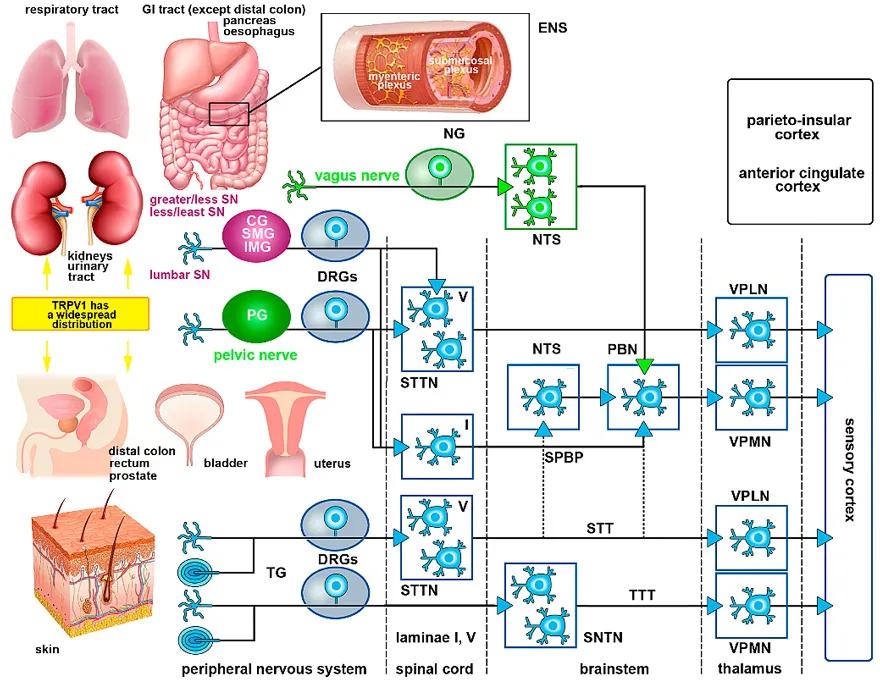 解辣喝什么最好,什么饮料最解辣